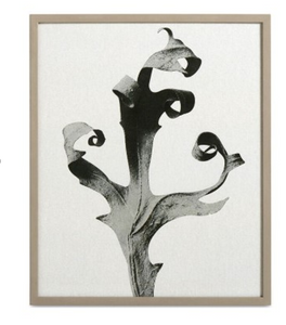 Delphinium Galería, negro/beige. A42xL52xF