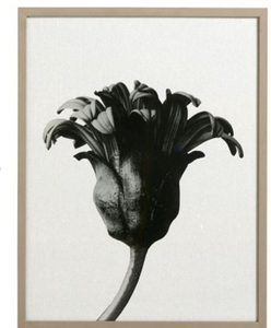 Forms in nature Galería, negro/beige.