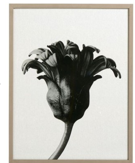 Forms in nature Galería, negro/beige.