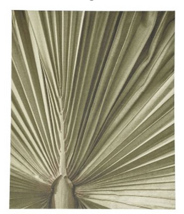 Palm leaf gallery, color natural. A120xL90xF3cm.