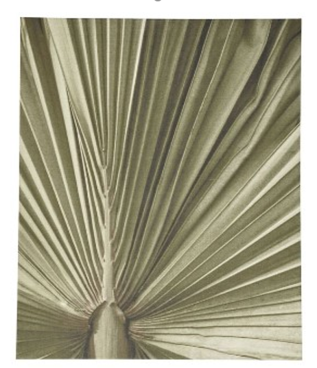 Palm leaf gallery, color natural. A120xL90xF3cm.