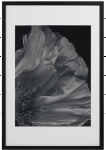 Foto arte Flora 3, negro/blanco. A73xL53xF3cm