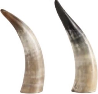 Escultura Natural cowhorn, grande, color natural. A20-29cm.