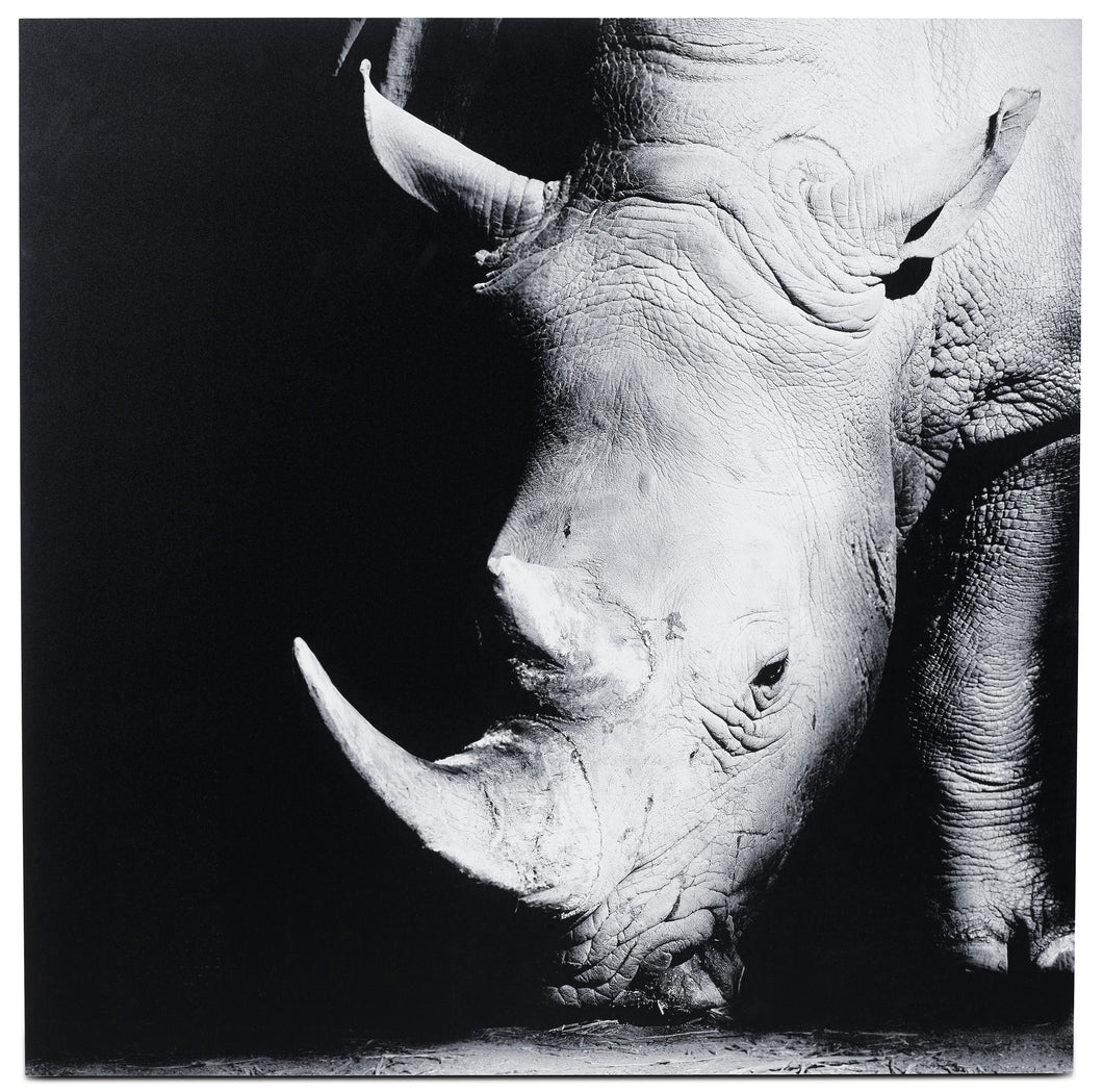 Rhino arte en aluminio, negro/gris. A100xL100cm