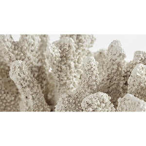 [Belize] Escultura de coral Belize, color natural