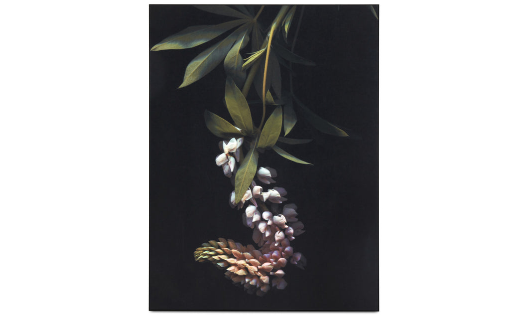 Herbarium I galería, negro/verde/morado